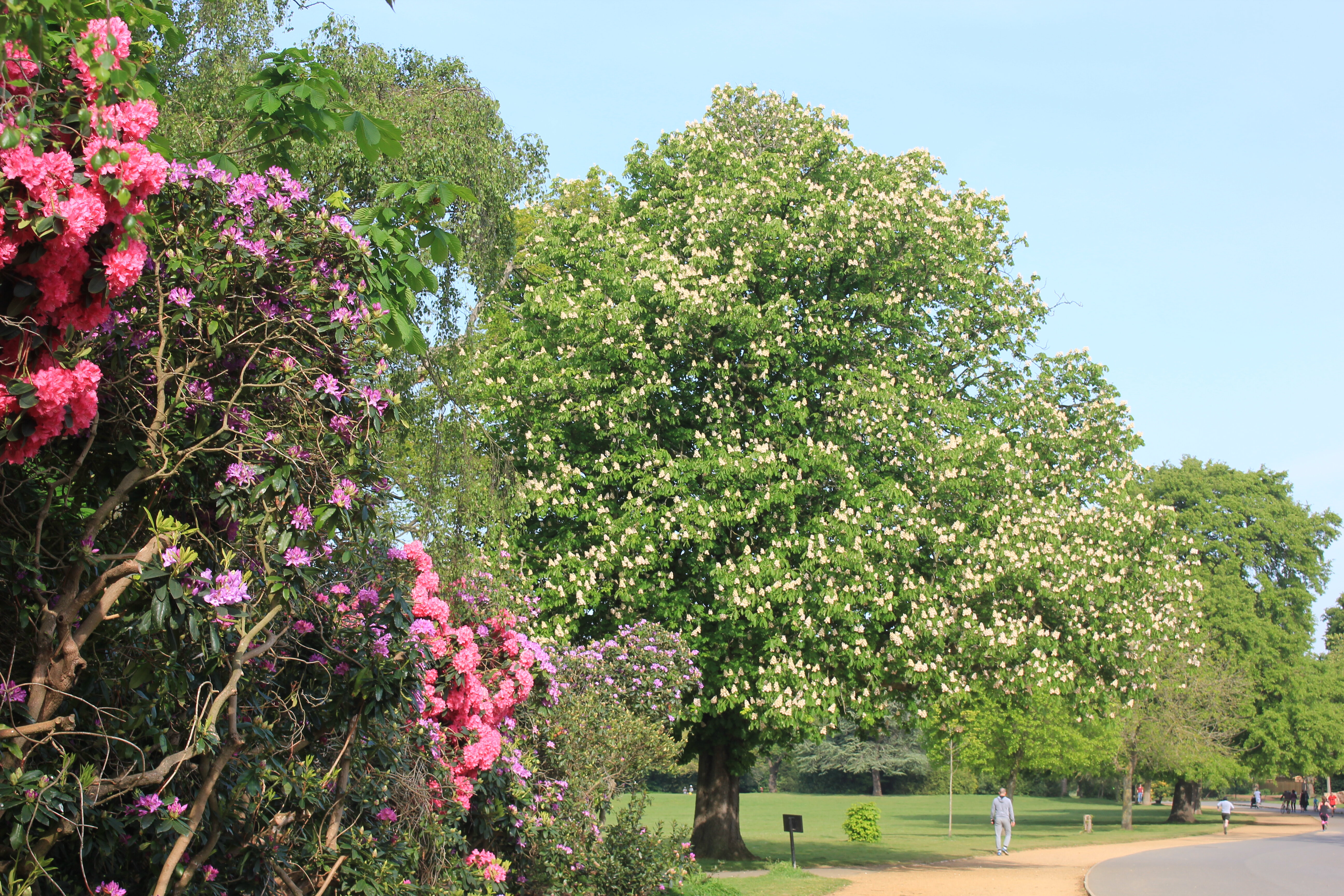 Link Age Southwark's Sponsored Strollathon 2023