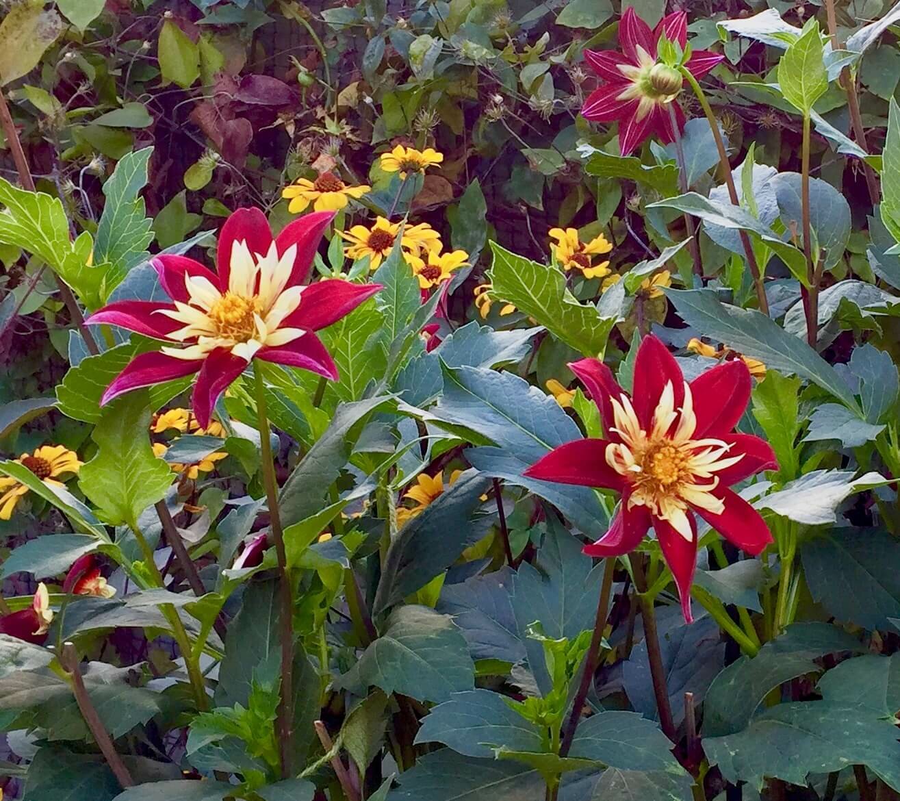 Propagating Garden Plants Workshop