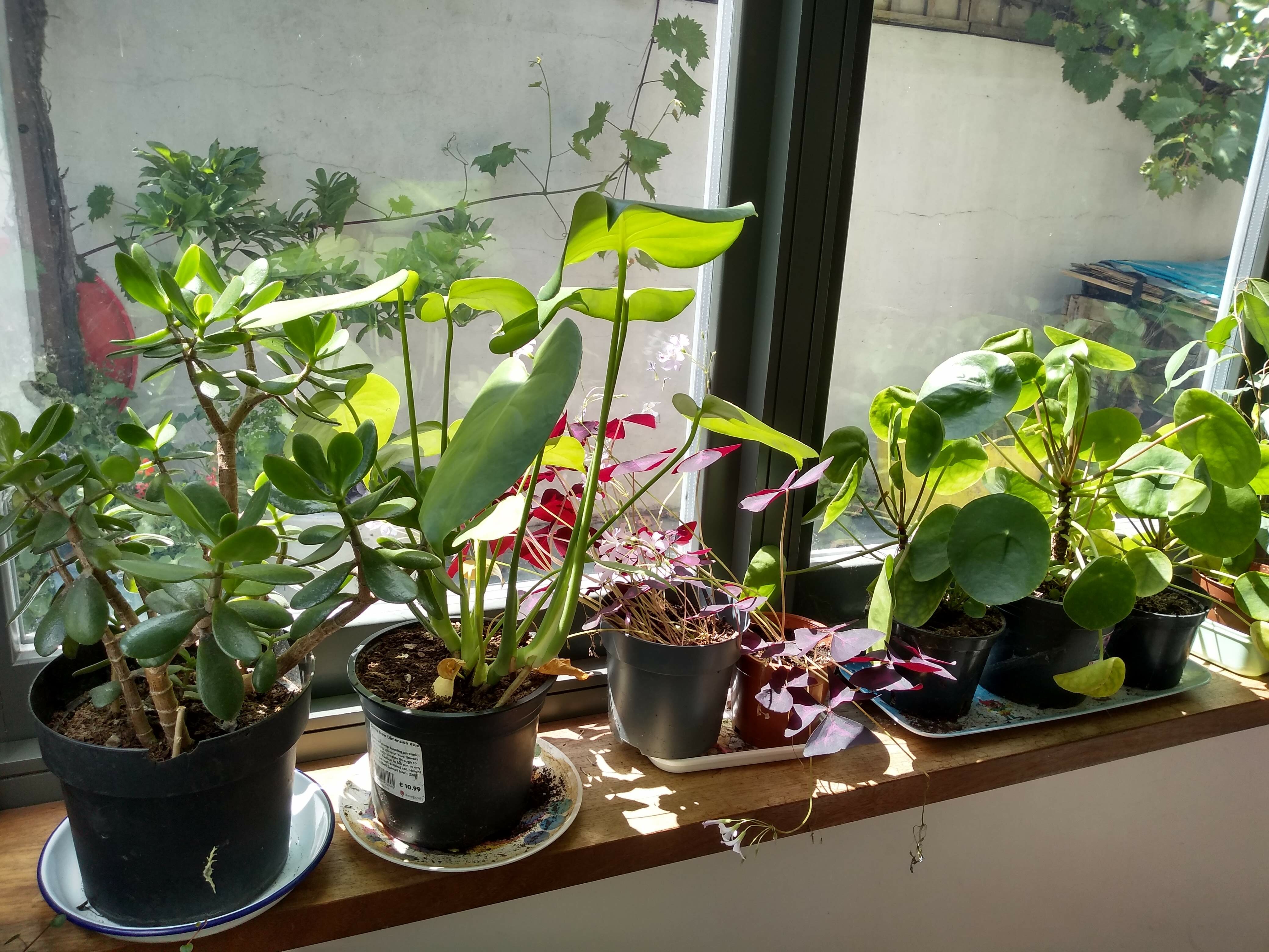 Houseplants for Beginners