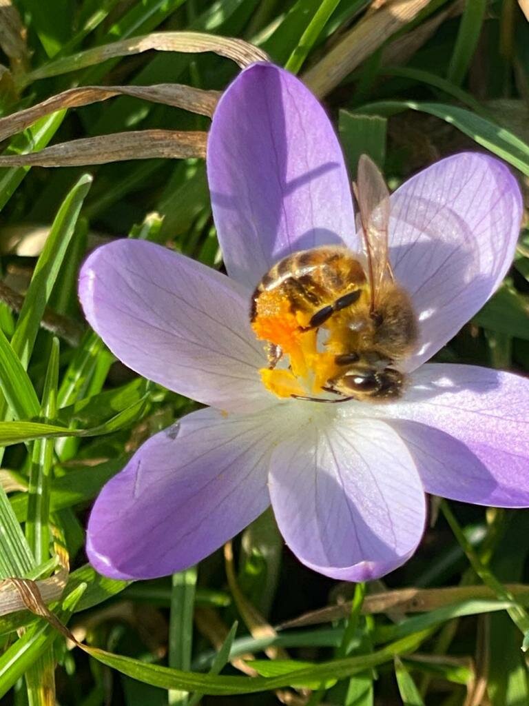 Gardening for Bees & Pollinators