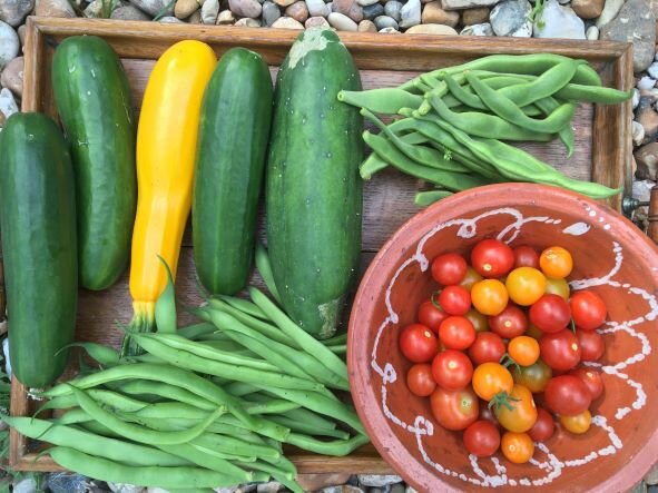 Fruit & Vegetable Growing Workshop