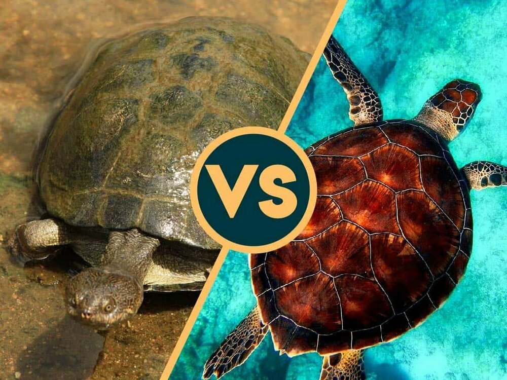 terrapin-vs-turtle-01.jpg