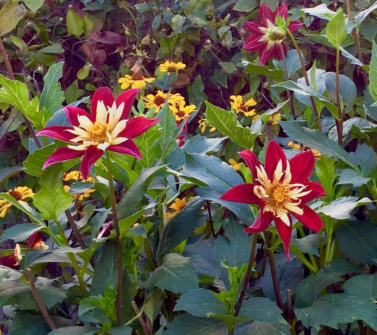 Propagating Garden Plants Workshop