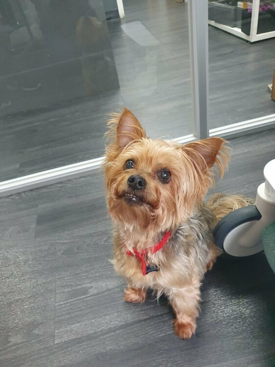 Yorkshire Terrier.JPG