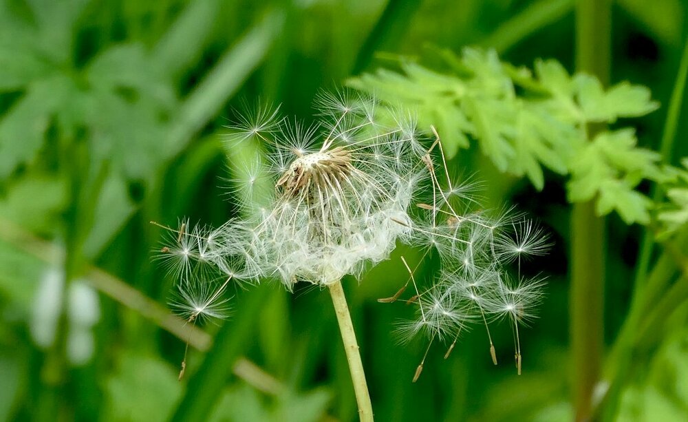 dandelion.jpg