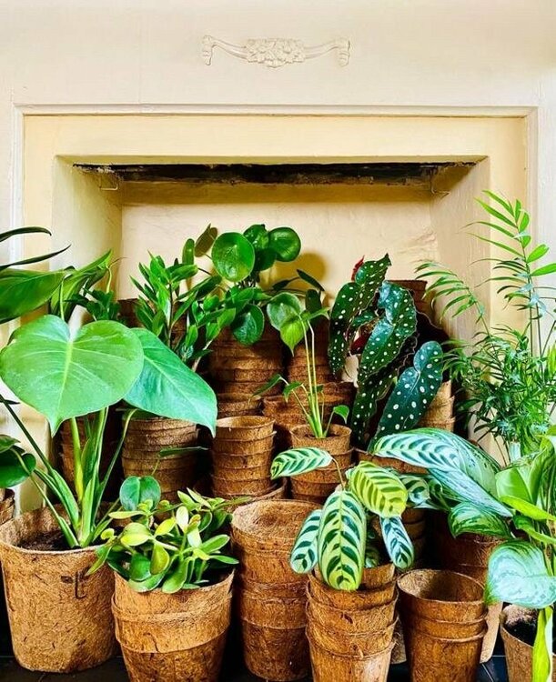 I have a plant image image 4 lo res.jpg