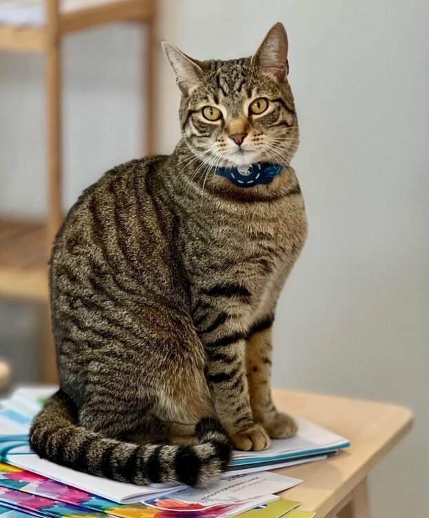 Bingo-12-Scutari Road-SE220NN.jpg