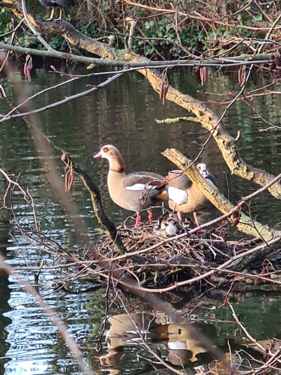 Egyptian geese 1Feb2024.jpeg