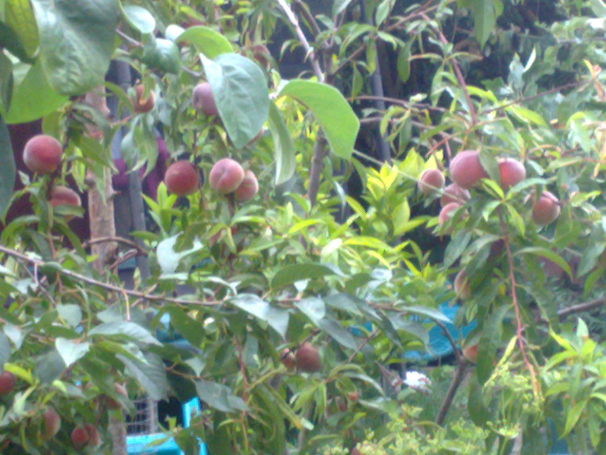 More information about "Dulwich Eco Gardening - Professional Landscape Gardening / Design"