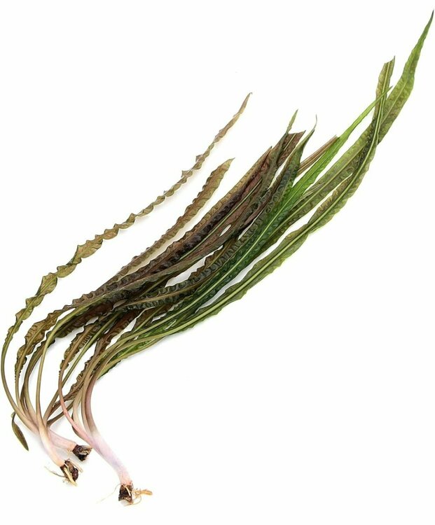 Screenshot_20250510_003909_Amazon Shopping.jpg