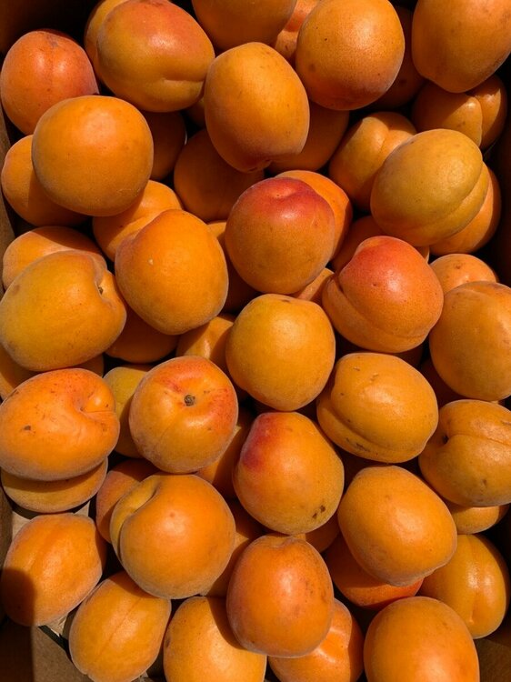 apricots.JPG