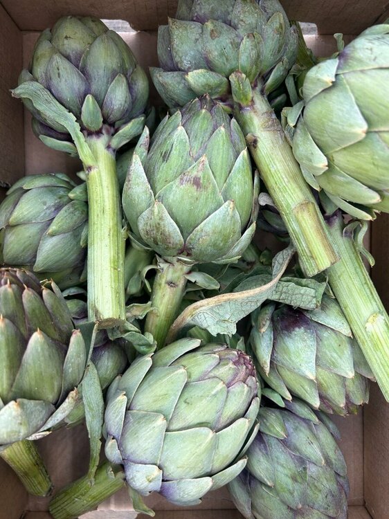 purple artichokes.JPG