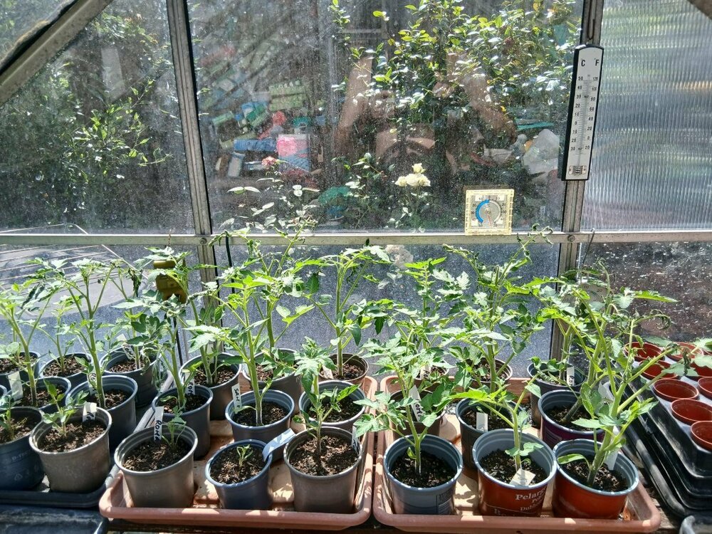 Roma tomato plants.jpg