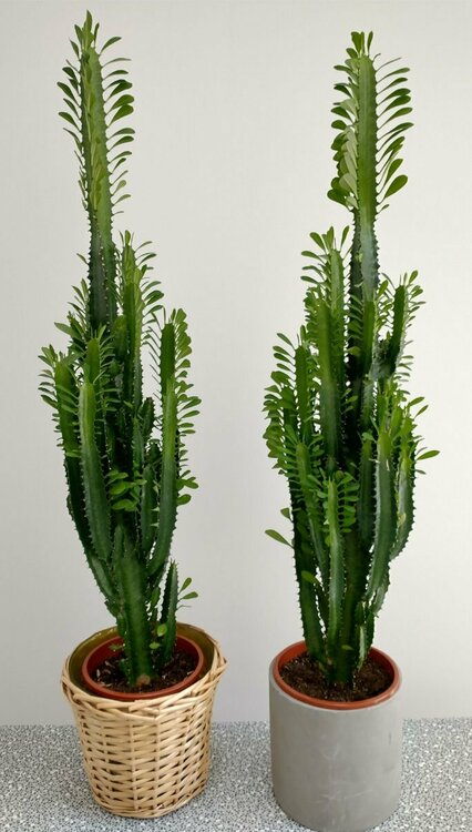 African milk trees.jpg