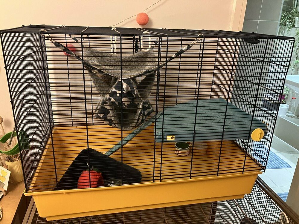 IMG_1750 Savic cage xtra large.jpg