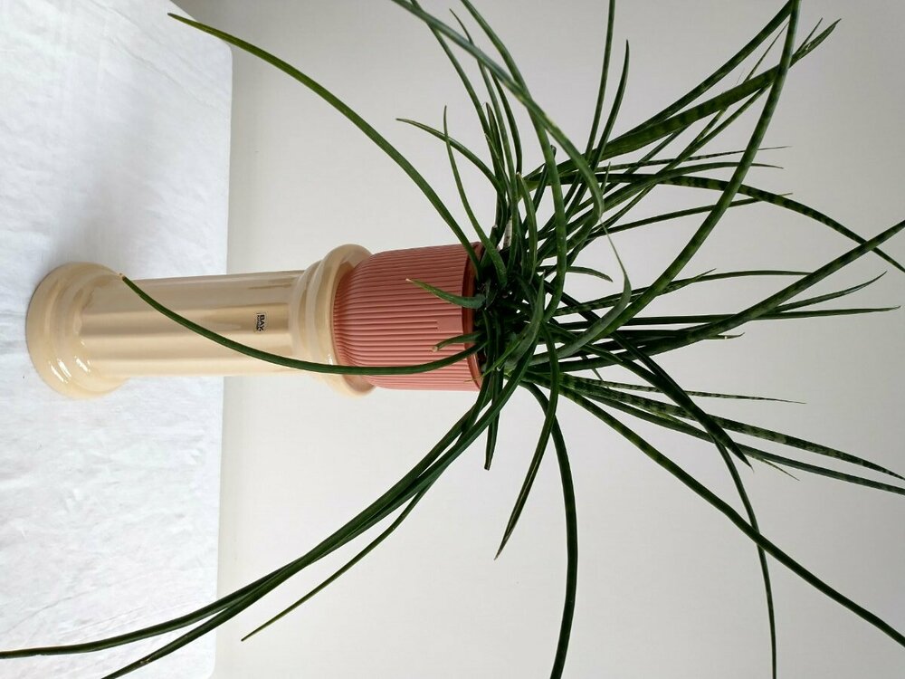 sansevieria on vintage stand.jpg