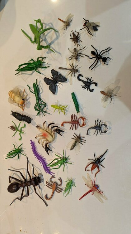 Insects.jpg