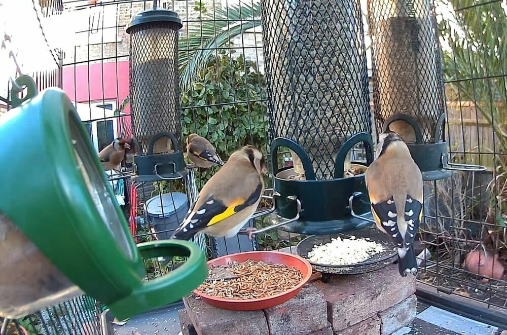 goldfinch.jpg